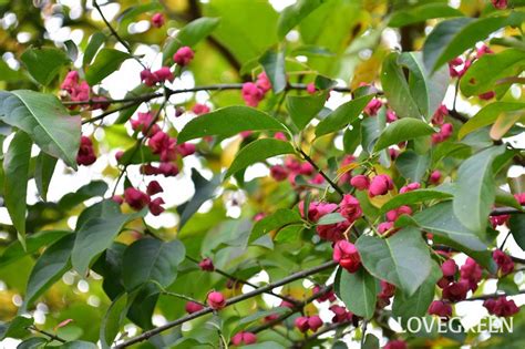 檀花|マユミとは｜育て方がわかる植物図鑑｜みんなの趣味の園芸（N